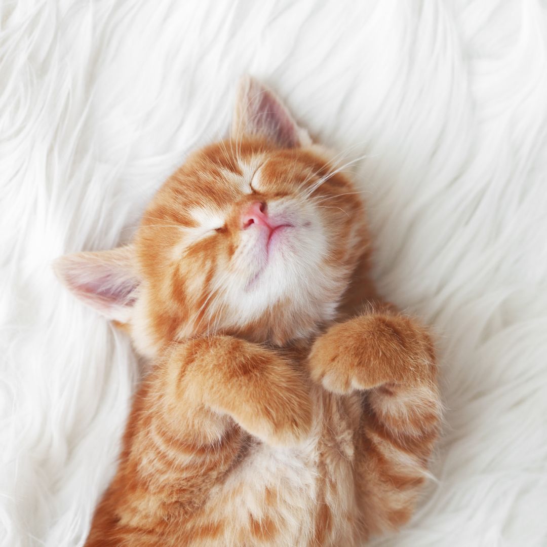 cat collection