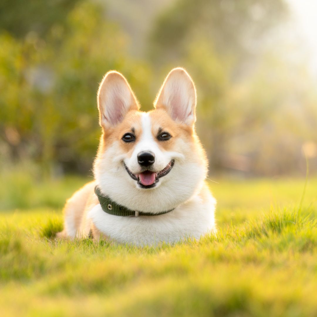dog collection