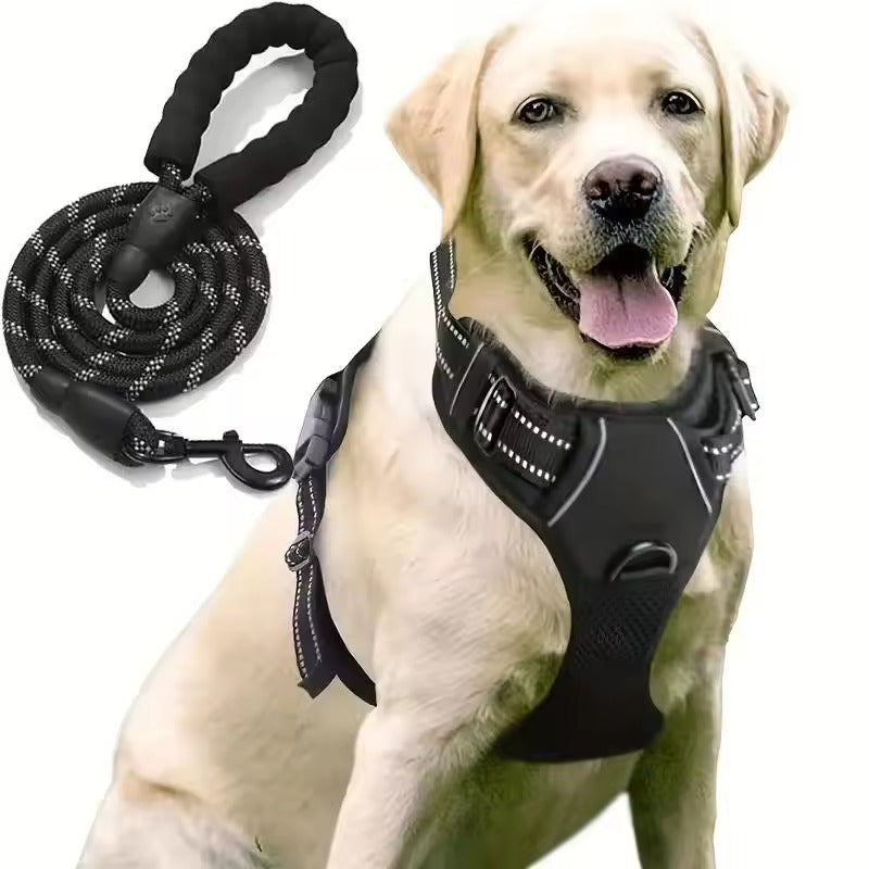 Dog leash and harness (only size M)